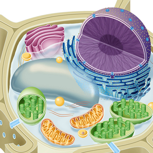 Plant cell 