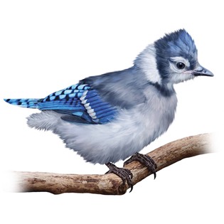 Blue jay chicks 