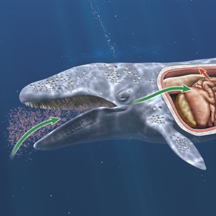 Whale digestion 