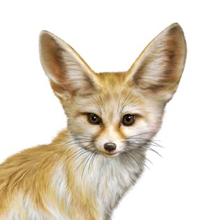 Fennec fox 