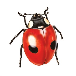 Ladybirds and bugs 