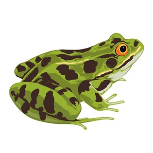 Frog lifecycle 