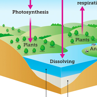 Carbon cycle 