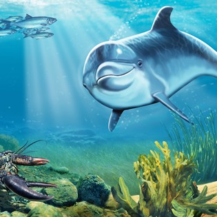 Dolphin cover illustration 