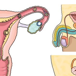 Male & female reproduction