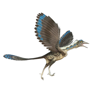 Archaeopteryx 