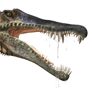 Spinosaurus head 