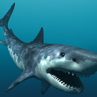 Megalodon 