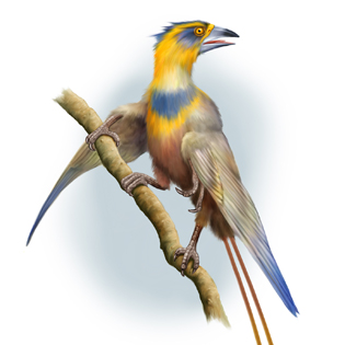 Confuciusornis 