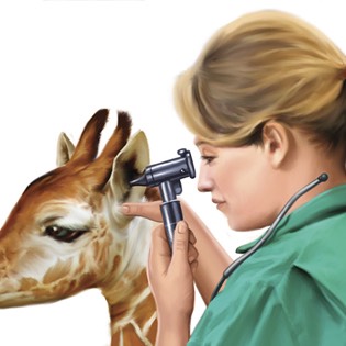 Giraffe & vet 