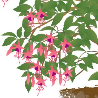 Fuchsia 