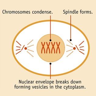 Mitosis meiosis infographic 