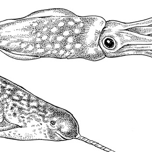 Squid Narwhal line illustration 