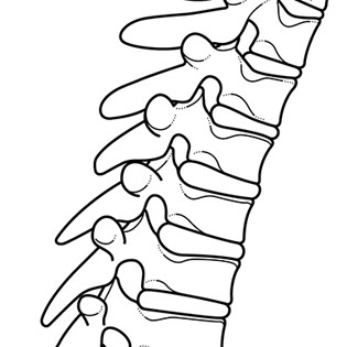 Human Spine cross section 