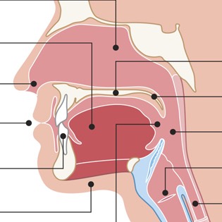 Speech production diagram 