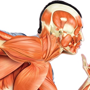 Human muscular system 