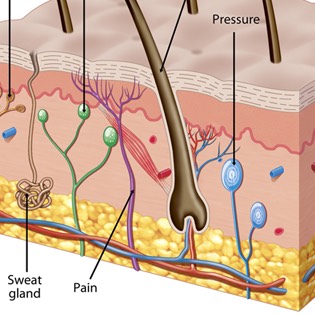 Skin cross section 