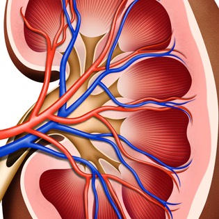 Kidney function 