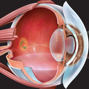 Eye anatomy 