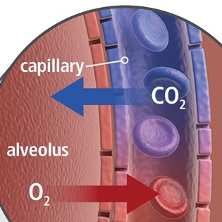 Alveoli diagram 