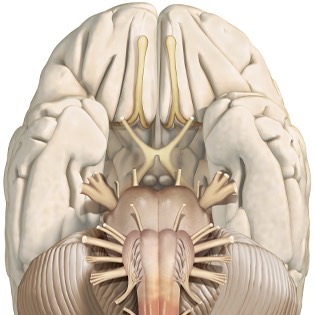 Brain inferior view 