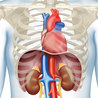 Urinary system 