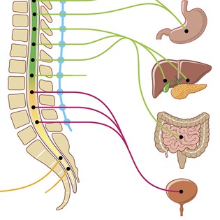 Parasympathetic nerves 