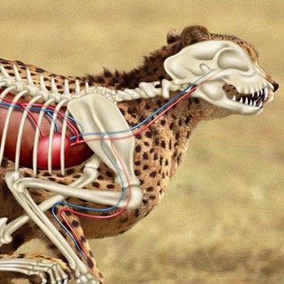 Cheetah body system 
