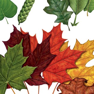 Leaf types 