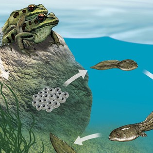 Frog life cycle 