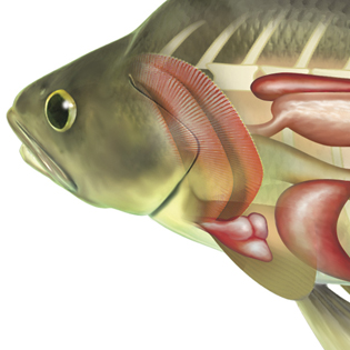 Fish anatomy 