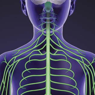 Nervous system 