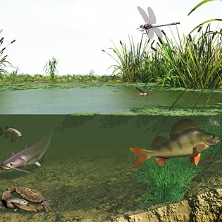 Pond ecosystem 
