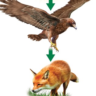 Food chain 