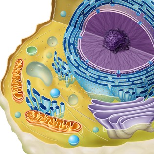 Animal cell 