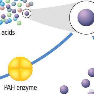 Amino acids diagram 