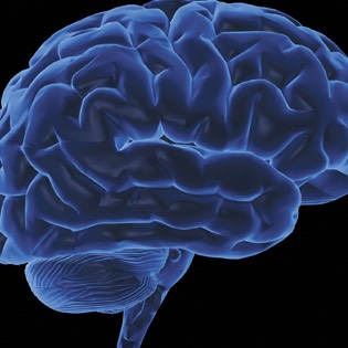 Brain illustration 